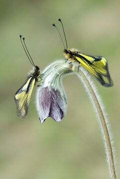 Pair of Owlflies (Libelloides coccajus) perched in a flower, Feldthurns, Bolzano-Bozen, Italy