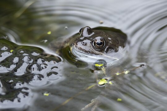 Common frog (Rana temporaria) adult amphibian on the water surface of a garden pond with spawn or eggs in spring, England, United Kingdom