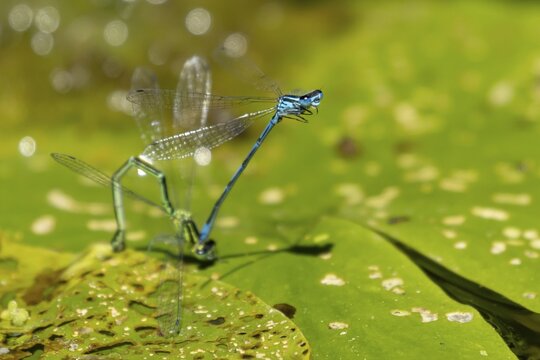 Common blue damselfly (Enallagma cyathigerum) two adult damselflies mating on a water lily leaf on a pond in summer, England, United Kingdom