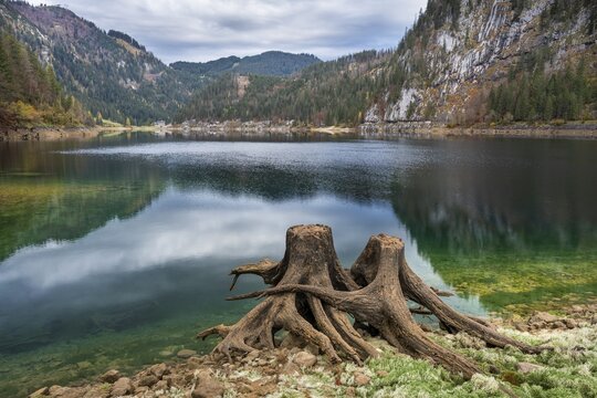 The Vordere Gosausee in autumn with a view of the Gasthof Gosausee. Two uprooted tree stumps in the foreground. Cloudy sky. Vorderer Gosausee, Gosau, Gosau Valley, Salzkammergut, Upper Austria, Austria