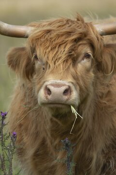 Highland cattle (Bos taurus) adult animal eating grass, Norfolk, England, United Kingdom