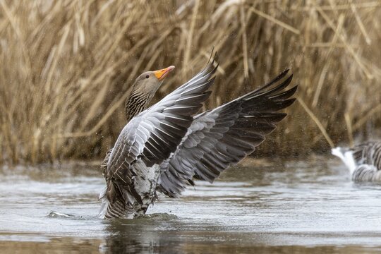 Greylag goose (Anser anser) flaps its wings, wildlife, Germany