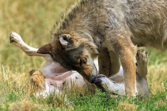 A wolf bends over a lying wolf in a playful posture, Timberwolf, wolf, American wolf, (Canis lupus lycaon), Germany