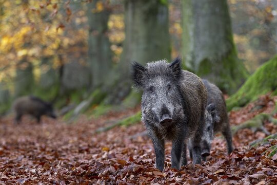 Wild boar (Sus scrofa) foraging in a beech forest, autumn, autumn colours, Germany
