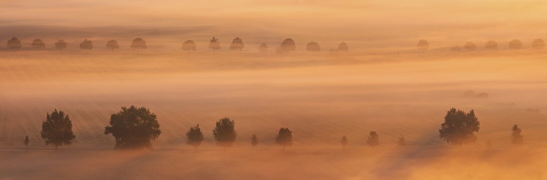 Field landscape with trees covered by morning fog in the first morning light at sunrise, panorama, Saxony-Anhalt, Germany