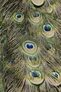 Indian peafowl (Pavo cristatus), ornamental feathers from male peacock, North Rhine-Westphalia, Germany