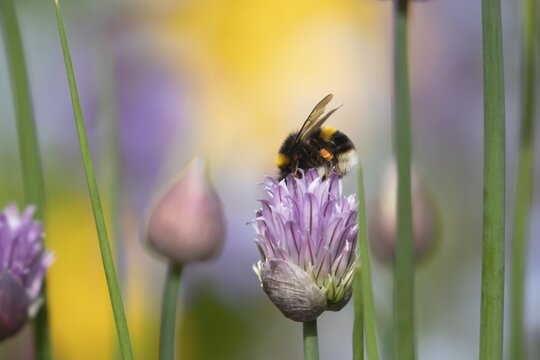 Buff tailed bumblebee (Bombus terrestris) adult bee feeding on a Chives herb flower in an urban garden in summer, England, United Kingdom