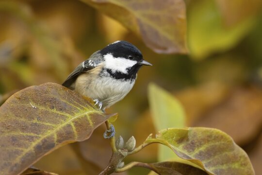 Coal tit (Periparus ater) adult garden bird in a Magnolia tree with autumn colour leaves, England, United Kingdom