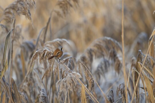 Bearded tit or reedling (Panurus biarmicus) adult male bird on a frosted Common reed (Phragmites australis) seedhead in winter, RSPB Lakenheath fen nature reserve, Suffolk, England, United Kingdom