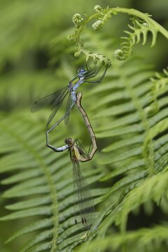Emerald damselfly (Lestes sponsa) adult male and female insects mating on a Bracken plant leaf in the summer, England, United Kingdom