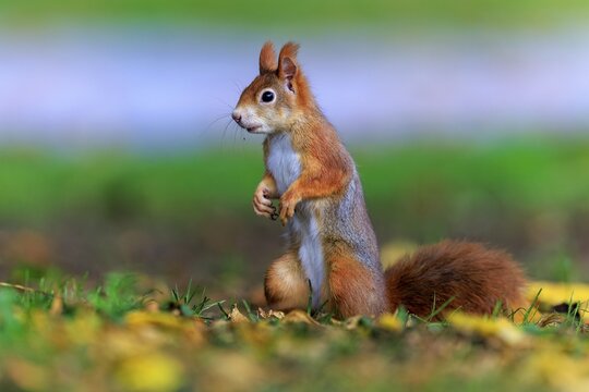 Squirrel standing alert in grass between falling leaves, squirrel (Sciurus vulgaris), wildlife, Germany