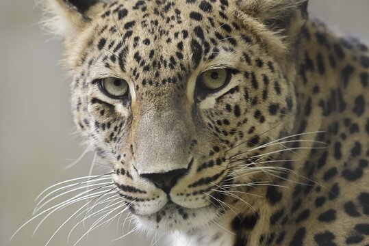 Persian leopard (Panthera pardus saxicolor), portrait, captive, occurring in Asia