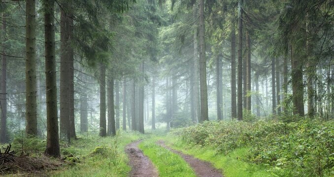 Panorama, Hiking trail through spruce forest with morning fog, Thuringian Forest, Thuringia, Germany