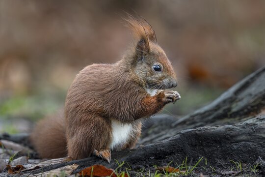 Feeding grounds set up by hunters are not only popular with wild boar, you can clearly see the daily rations on this chubby squirrel (Sciurus vulgaris), food, sweet, cute, December, Germany