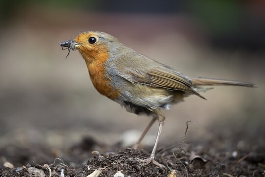 European robin (Erithacus rubecula) adult garden bird with bugs for food in its beak in summer, England, United Kingdom