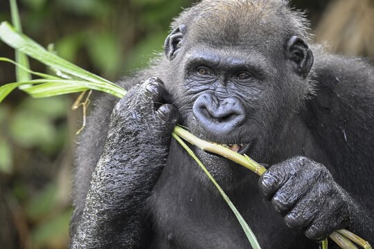 Western lowland gorilla (Gorilla gorilla gorilla) eating, male animal, R&eacute;serve L&eacute;sio-Louna nature reserve, near Moembe, Plateau department, Republic of Congo