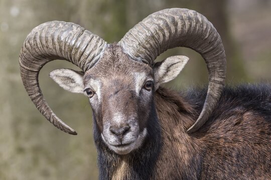 European mouflon (Ovis orientalis musimon), portrait, Vulkaneifel, Eifel, Rhineland-Palatinate, Germany