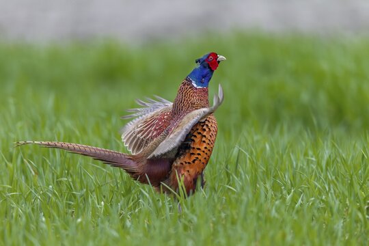 In April, the mating season of pheasants (Phasianus colchicus) is at its peak and in areas with a high population many mating cocks can be heard, mating season, mating dress, mating season, mating ritual, April, Germany