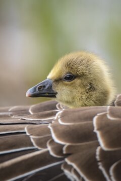 Gosling of a Greylag goose ( anser anser) in back plumage, chick, cute, protection, sheltered, Hannover, Lower Saxony, Germany
