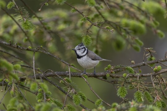 The crested tit (Lophophanes scalloped ribbonfish) forages for food in the branches of a spruce tree, Denmark