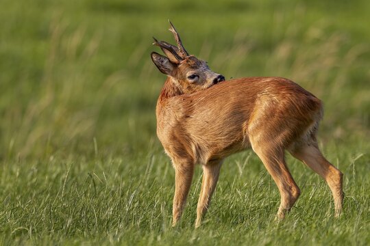 A roe buck (Capreolus capreolus) grooming, leaf time, mating season, August, Germany
