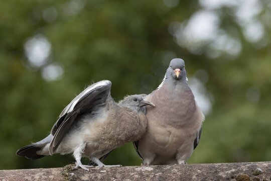 Wood pigeon (Columba palumbus) juvenile baby squab bird begging for food from an adult parent bird on an urban house rooftop, Suffolk, England, United Kingdom