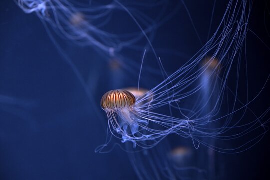 Japanese sea nettle (Chrysaora pacifica) in a tank of the Bang Saen Aquarium, Chonburi Province, Thailand