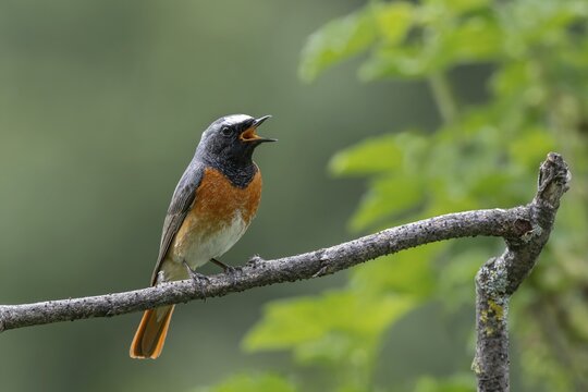 Redstart (Phoenicurus phoenicurus), male, singing, Schwaz, Tyrol, Austria