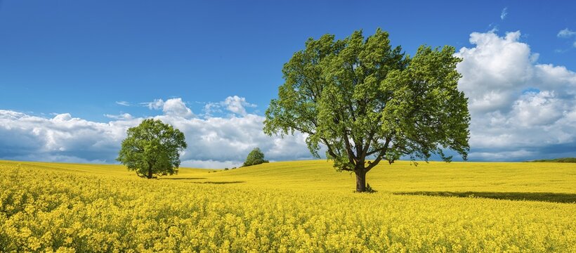 Large old solitary oaks in a blooming rapeseed field in spring under blue sky with cumulus clouds, Burgenlandkreis, Saxony-Anhalt, Germany