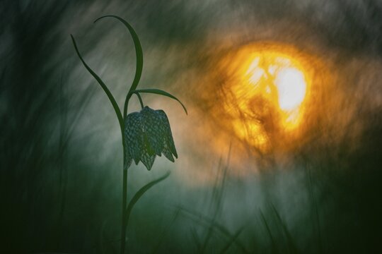Snake's Head Fritillary (Fritillaria meleagris) at sunrise in a wet meadow in spring, Berne, Lower Saxony, Germany