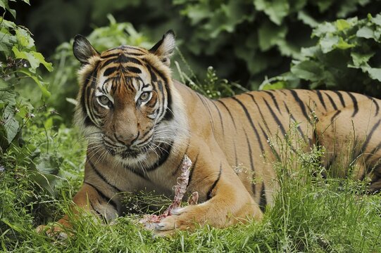 Sumatran tiger (Panthera tigris sumatrae), feeding, captive, occurring on Sumatra, Indonesia