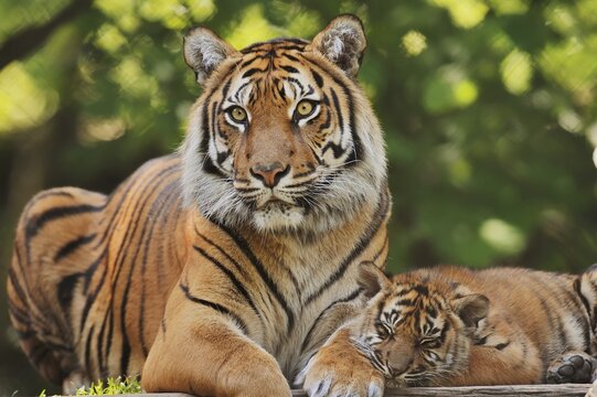 Sumatran tiger (Panthera tigris sumatrae), female with young, captive, occurring in Sumatra, Indonesia