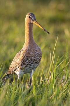 Black-tailed Godwit (limos limosa) in a wet meadow, Lake D&uuml;mmer, Oldenburg M&uuml;nsterland, Osterfeine, Lower Saxony, Germany