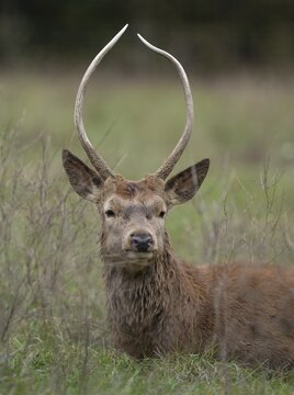 Red deer (Cervus elaphus), young stag, spike lying on a forest meadow, captive, Germany