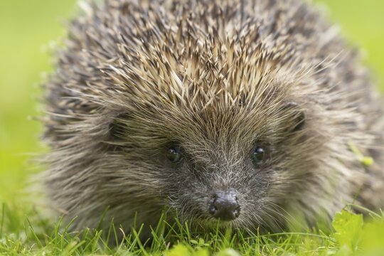 European hedgehog (Erinaceus europaeus) adult animal on a garden grass lawn, Suffolk, England, United Kingdom