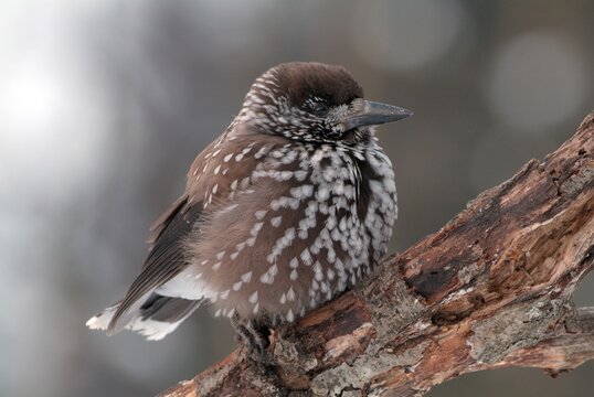 Spotted Nutcracker (Nucifraga caryocatactes), Schwaz, Tyrol, Austria, Europe