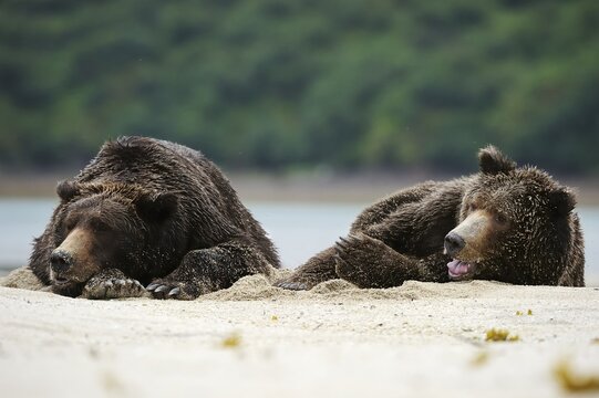 Two Brown Bears (Ursus arctos) dozing next to each other in the sand, Katmai National Park, Alaska