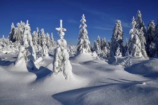 Snowy winter landscape near the Vogelskopf, near Baiersbronn, county Freudenstadt, Black Forest, Baden-W&uuml;rttemberg, Germany