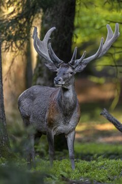 The red deer (Cervus elaphus) quickly calms down again, it is well aware that there is no danger from forest walkers, red deer, velvet antlers, spring, change of coat, Germany