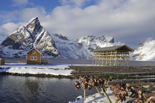 Winter landscape with snow-covered mountains, by a fjord and wooden buildings, racks for drying fish under a partly cloudy sky, Winter, Sakris&ouml;y, Lofoten, Nordland, Norway