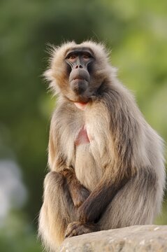 Djelada or gelada baboon (Theropithecus gelada), captive, occurring in Ethiopia