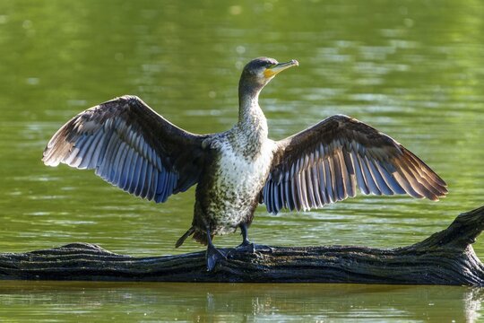 Cormorant with spread wings on a tree trunk against a green background, Cormorant, (Phalacrocorax carbo), wildlife, France