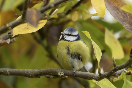 Blue tit (Cyanistes caeruleus) adult garden bird on a magnolia tree branch with autumn colour leaves, England, United Kingdom