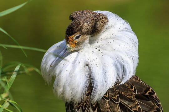 Close-up of a bird with impressive neck plumage and striking expression, Ruff (Calidris pugnax, Syn.: Philomachus pugnax), France