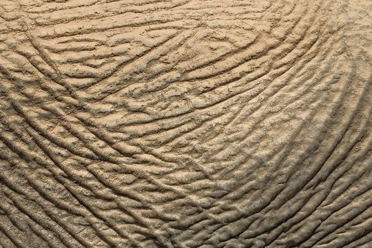 Skin of a desert elephant (Loxodonta africana), detail, Huab dry river, Damaraland, Kunene region, Namibia