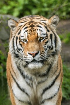 Siberian tiger (Panthera tigris altaica), portrait, captive, Germany