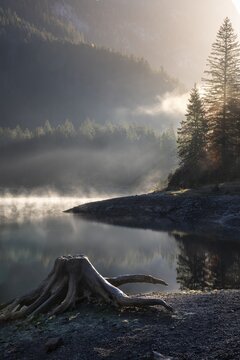 The Vordere Gosausee in autumn. A tree stump in the foreground. Fog rises from the lake. Sun, backlight. Vorderer Gosausee, Gosau, Gosau Valley, Salzkammergut, Upper Austria, Austria