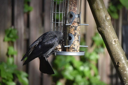 A western jackdaw bird, Coloeus monedula, hanging on to a metal feeder with three types of food, trying to get some seeds out of it. Photo with shallow focus. 