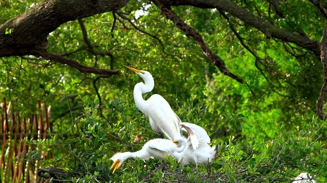 Elegant white egret standing gracefully in its twig nest surrounded by green leaves while caring for its small fluffy baby chicks
