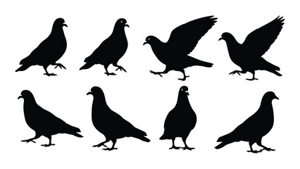 Fototapeta premium Collection of pigeon silhouettes in various poses against a white background silhouette pigeons bird birds doves avian feathered plumage wildlife